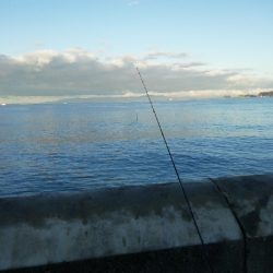 サゴシ～(・ε・｀ )