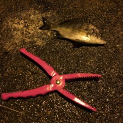 短時間ちょい投げ釣行