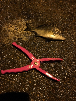 短時間ちょい投げ釣行