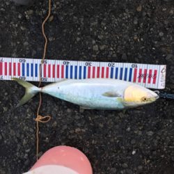 ゲキ渋メジロ釣行