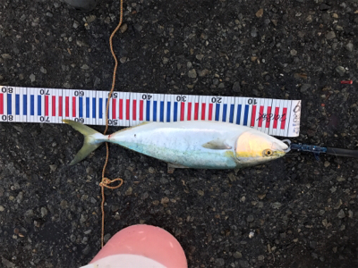 ゲキ渋メジロ釣行