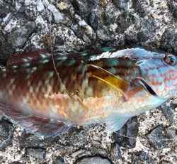 北風にも負けず、、、アオイソメ^_^三目。