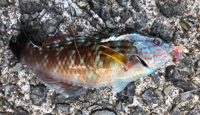 北風にも負けず、、、アオイソメ^_^三目。