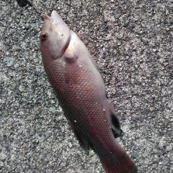 穴釣りにまさかの‥