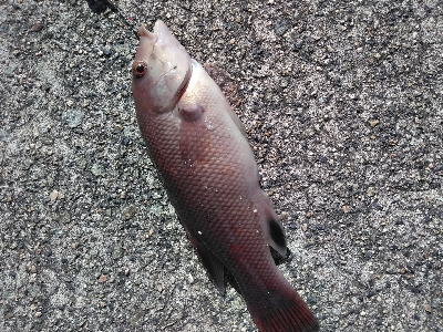 穴釣りにまさかの‥