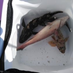 際釣り以外期待出来ない？