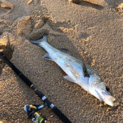 サーフシーバス