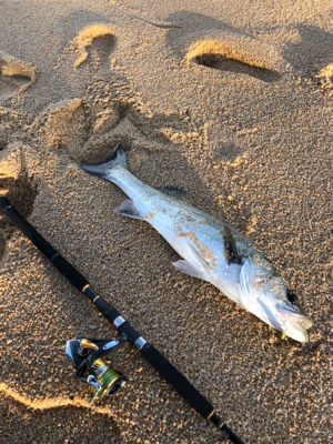 サーフシーバス