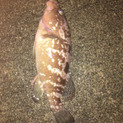 アジング狙いが根魚オンリー(^^)