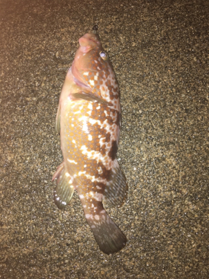 アジング狙いが根魚オンリー(^^)