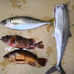 また来てしまいました(๑╹ω╹๑ )