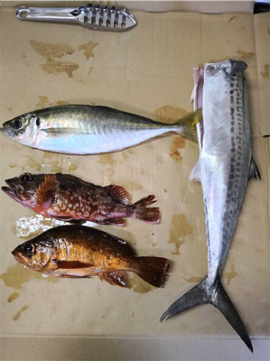 また来てしまいました(๑╹ω╹๑ )