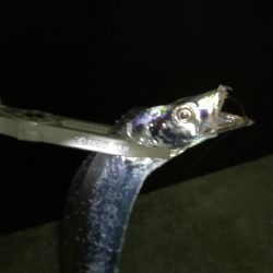 ナイトアジング