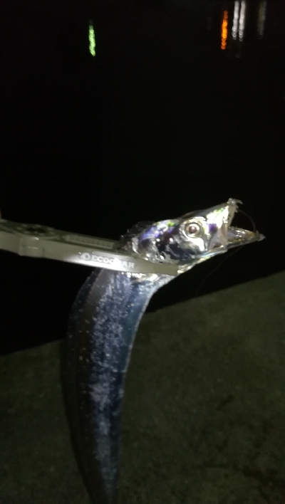 ナイトアジング