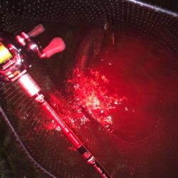 シーバス終盤戦！