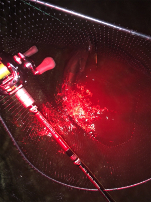 シーバス終盤戦！