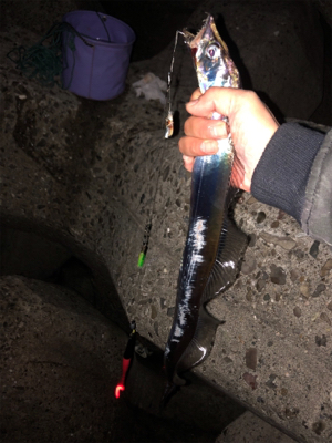 久々の親子でタチウオ