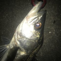 またまたマイワシ