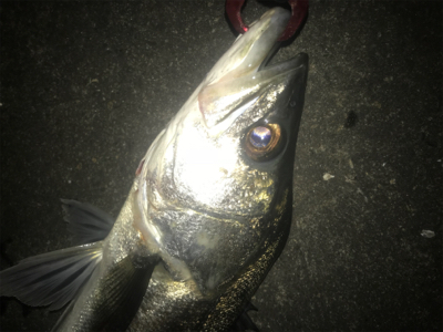 またまたマイワシ