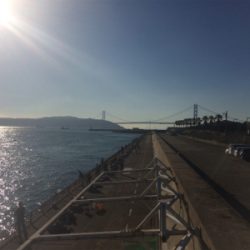 シラサカゴの定番ゲスト登場