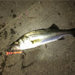 秋シーバス終焉か。