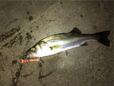 秋シーバス終焉か。