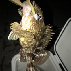 灘浜でガシリング