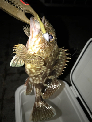 灘浜でガシリング