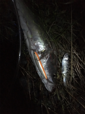 マッチザベイト