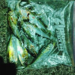 そろそろメバルかな？