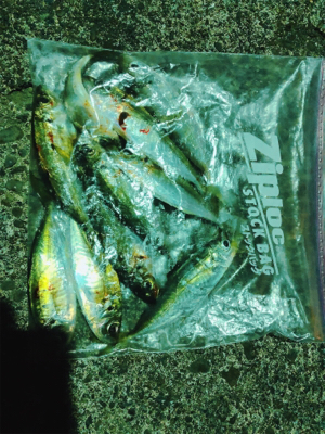 そろそろメバルかな？