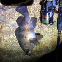 超低潮位でのメバリング