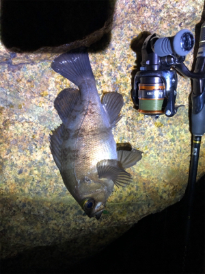 超低潮位でのメバリング