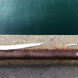 ドラゴンを求めて_:(´ཀ`」 ∠):