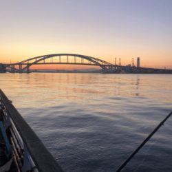 ポツポツ釣れてました