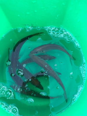 地元でちょこっとサビキと太刀魚釣り