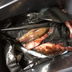 釣れませんでした！