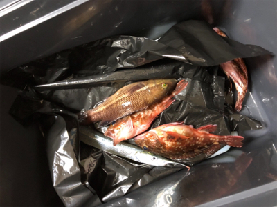 釣れませんでした！