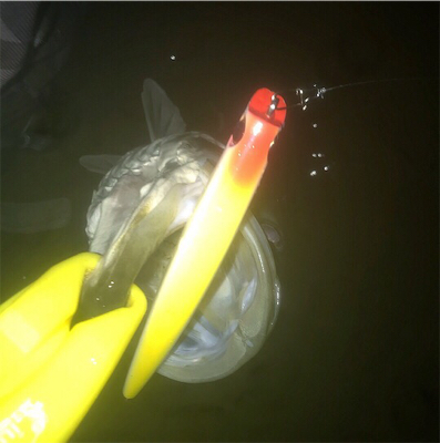 短時間で数釣り！