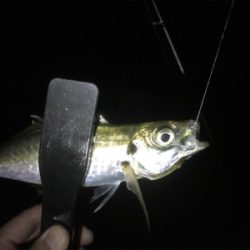 朝まずめリベンジ