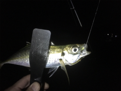 朝まずめリベンジ