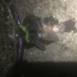 満月メバリング3days 2日目