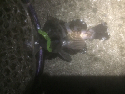 満月メバリング3days 2日目