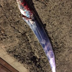 フィッシングホテルでタチウオと良型アジ