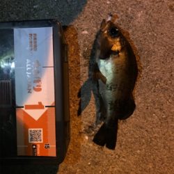 牛深ライトゲーム2