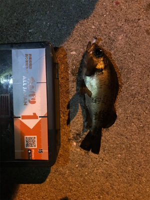 牛深ライトゲーム2