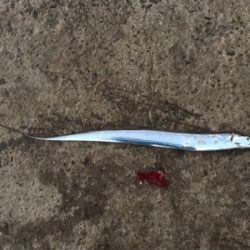 今日は、久しぶりのアタリ多数！