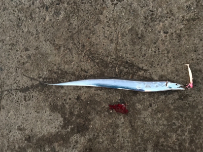 今日は、久しぶりのアタリ多数！