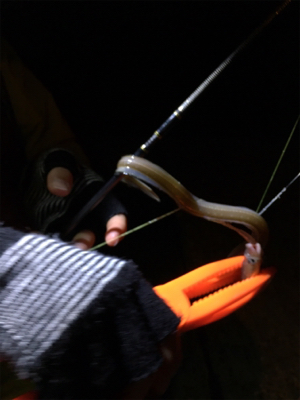 あまり釣れませんでした。