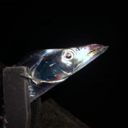 なかなかサイズ上がらず